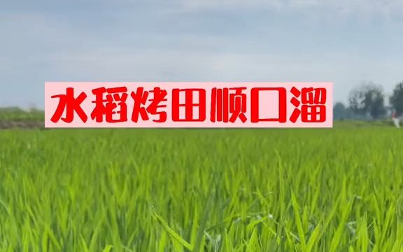 【三农知识】水稻烤田顺口溜来了哔哩哔哩bilibili