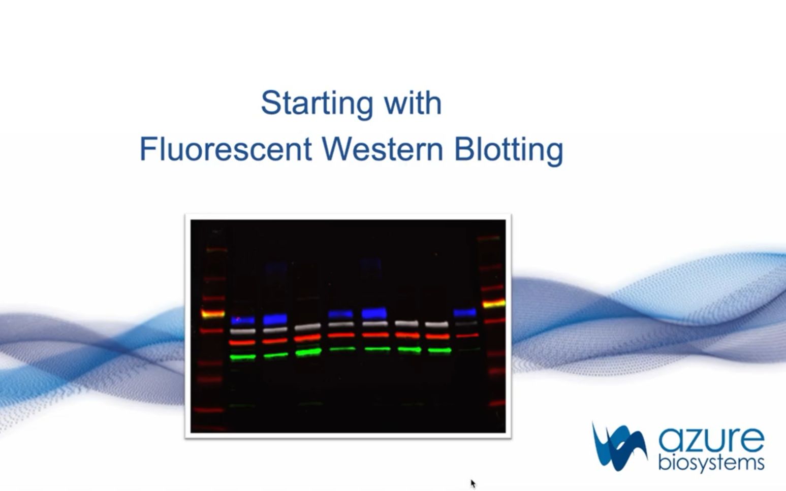 如何进行荧光western Blot哔哩哔哩bilibili