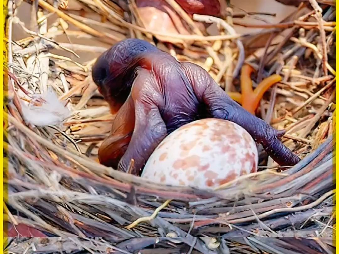 可恶小杜鹃在推幼鸟 #万物皆有灵性 #动物的迷惑行为 #动物成精 #动物
