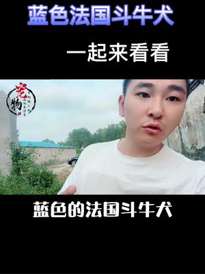 蓝色法国斗牛犬长什么样子一起来看看吧哔哩哔哩bilibili