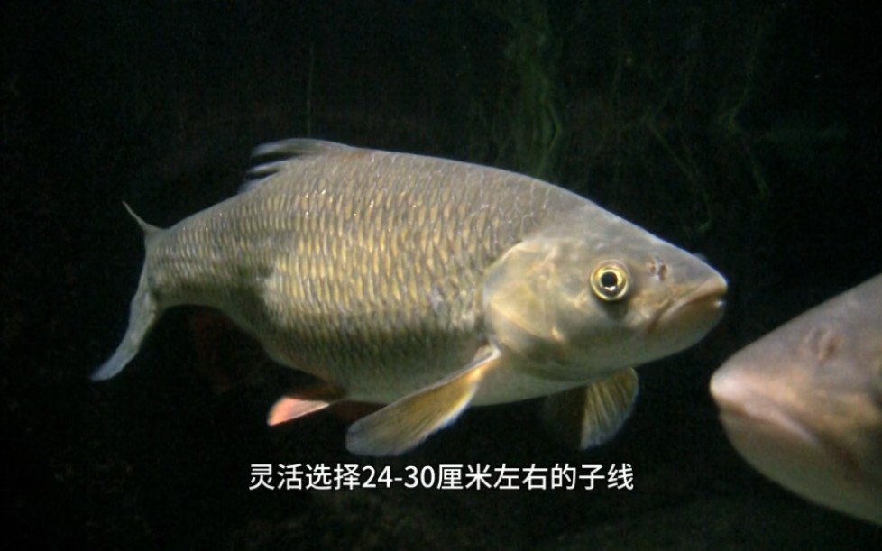 钓友们春季钓大草大鲤,要开始了