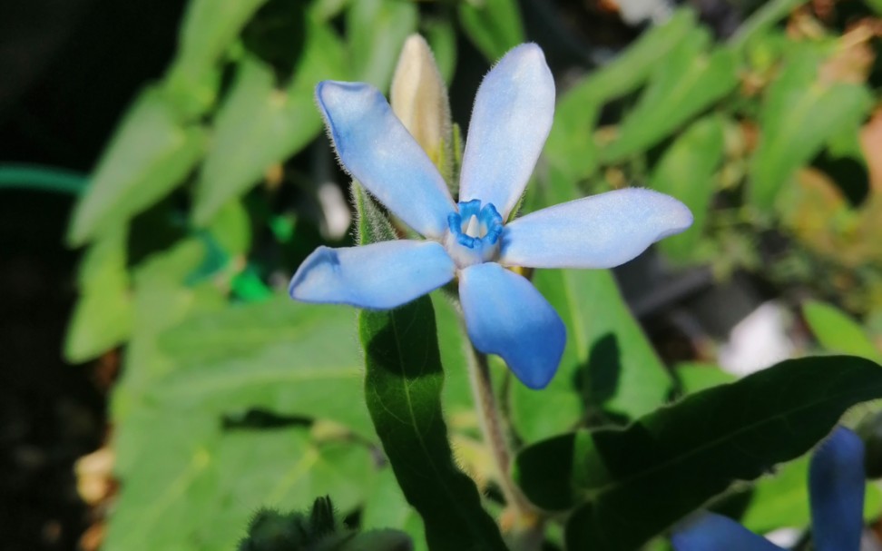 天蓝尖瓣木(尖瓣):好正的蓝色花花