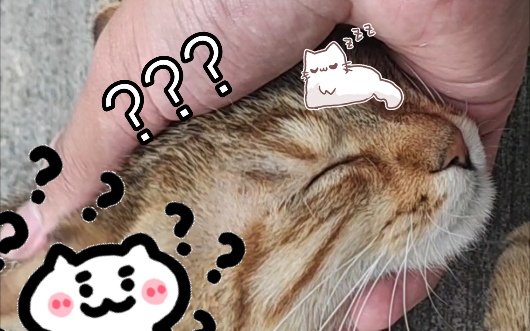 怒搓猫猫头!00000097