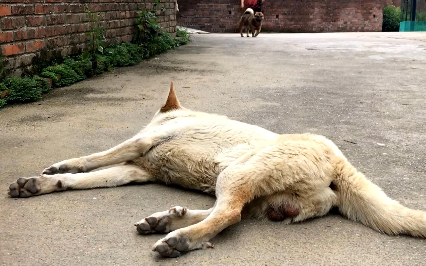 [图]山村赏犬，矮脚肥青大黄刀尾白身黄耳六撩爪五黑大土狗