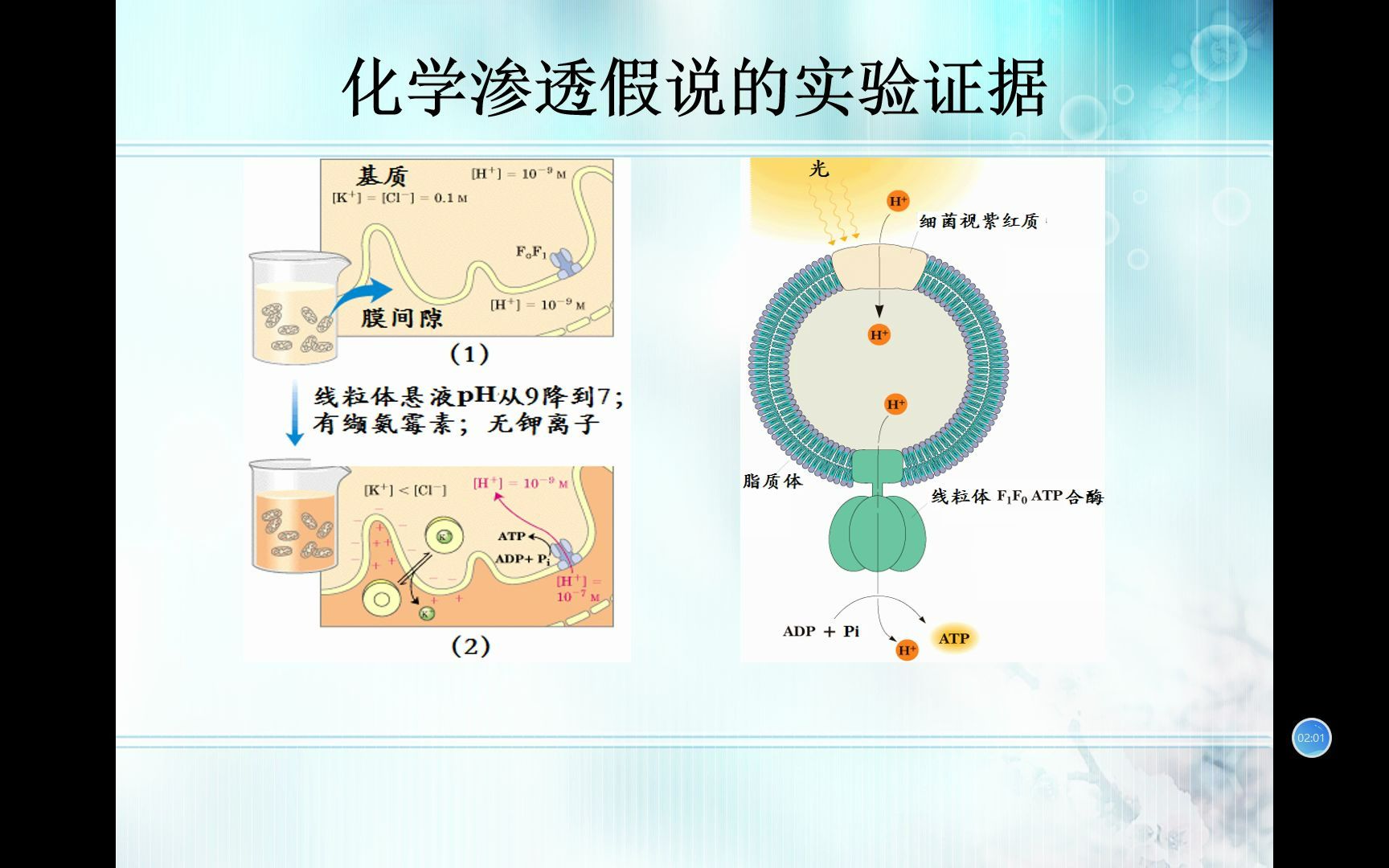 生物竞赛难点45生物化学ATP合酶与氧化磷酸化哔哩哔哩bilibili