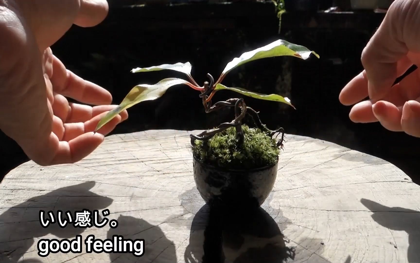 【园艺】Bonsai diary 在这位日本小哥手上,小草也能做成盆景哔哩哔哩bilibili