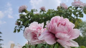 牡丹品种 八千代椿 日本品种 哔哩哔哩 つロ干杯 Bilibili