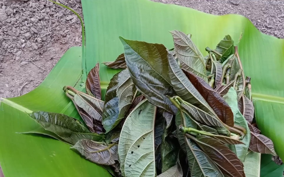农村这种植物象耳朵叶吃法很多,清爽可口又去火