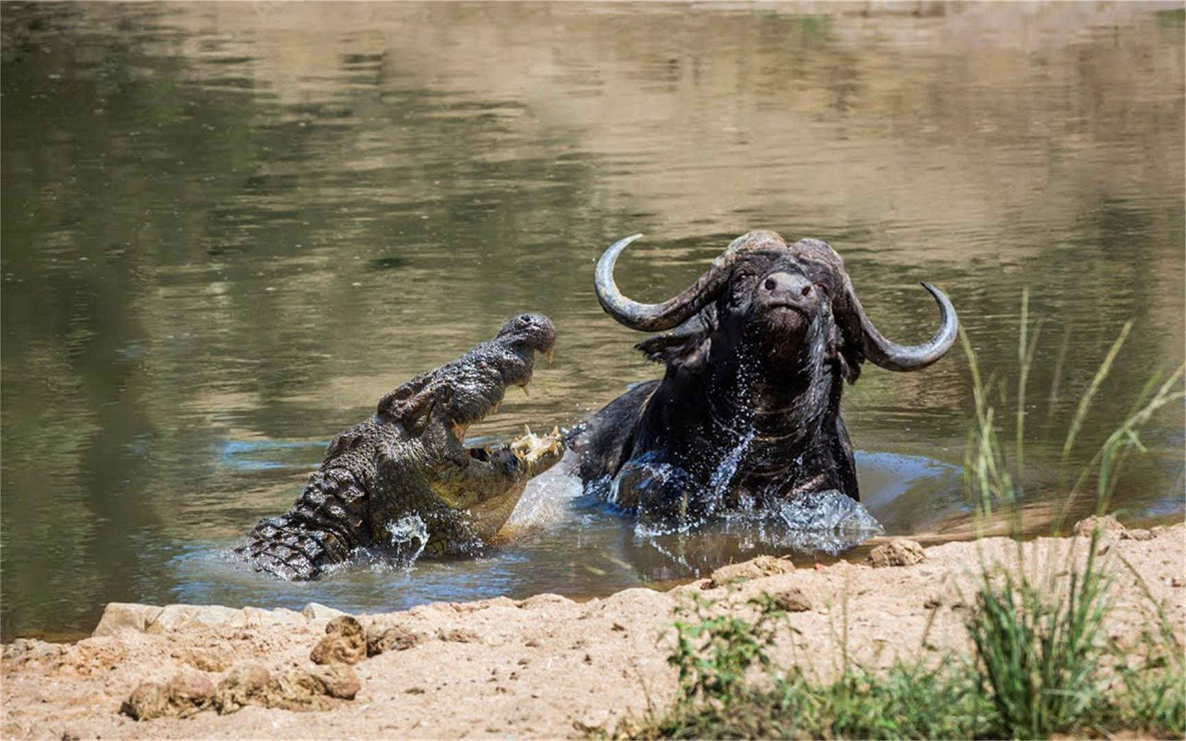 鳄鱼如何攻击水牛,可怜的水牛根本无法反击,只能等死!