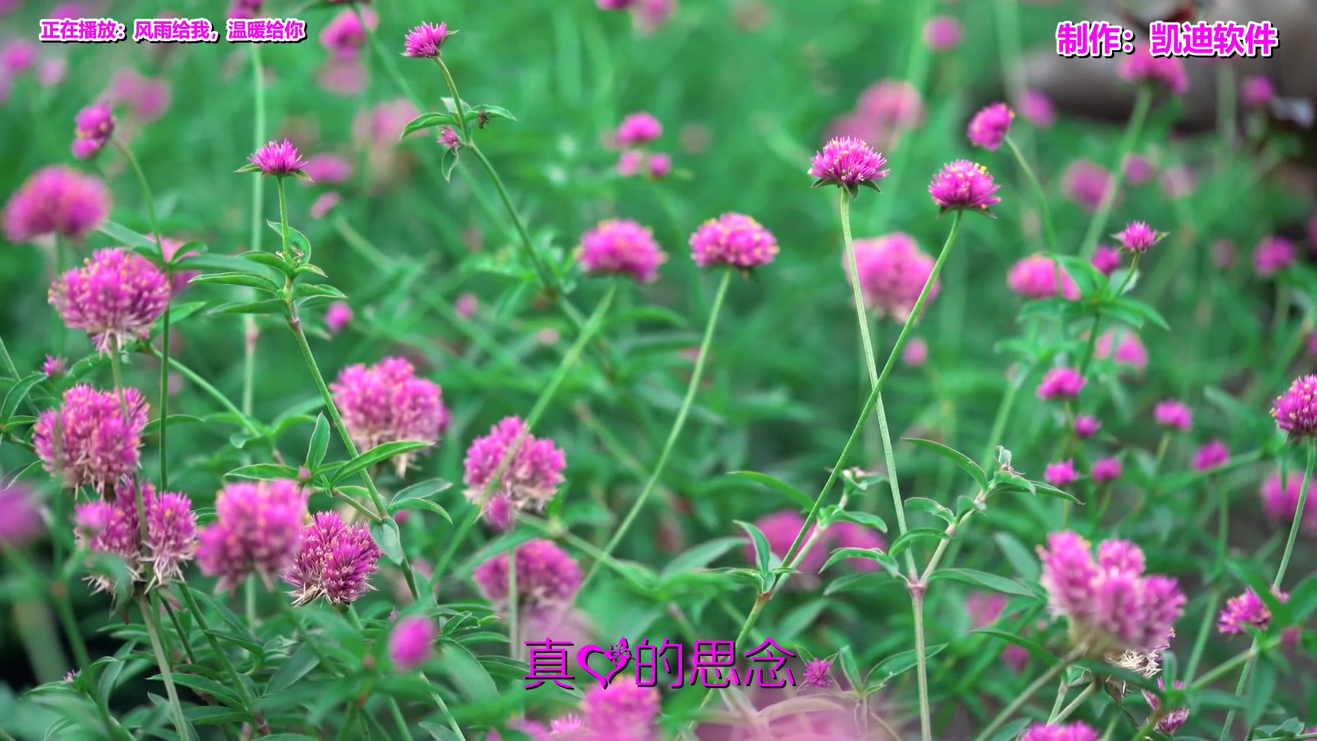 [图]《风雨给我，温暖给你》经典老歌500首怀旧歌曲大全联播《始终只爱你》