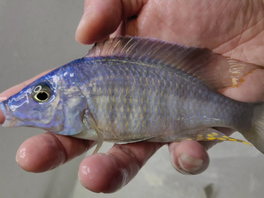 三湖慈鲷蒙娜丽莎孔雀