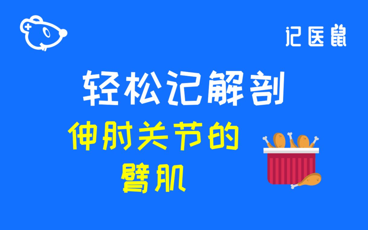 51 解剖 轻松记 伸肘关节的臂肌哔哩哔哩bilibili