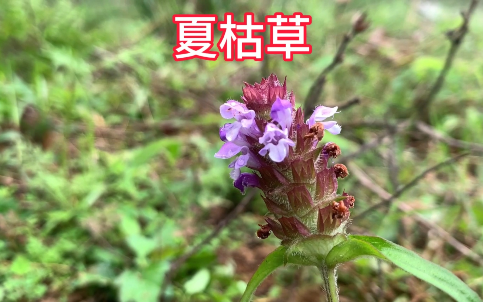 农村植物:一日一植物,也叫散结草哔哩哔哩bilibili