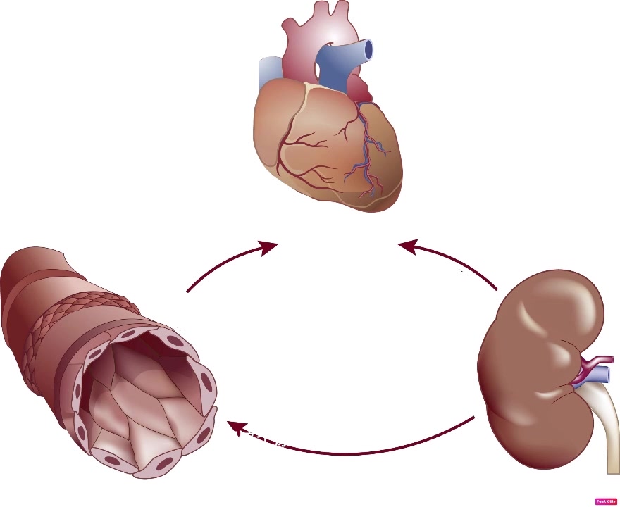 澄远医学课堂/临床知识/心肾综合征浅述