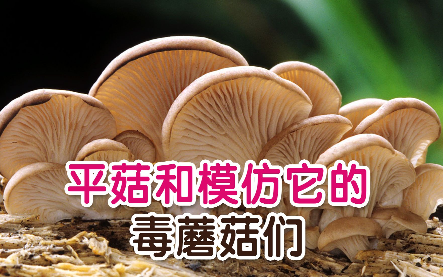 [图]相似度99%的毒蘑菇，和野生平菇如何区分？