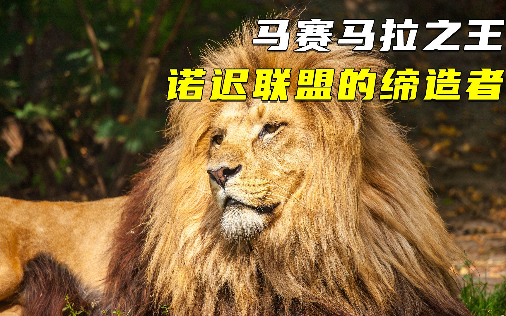 马赛马拉之王诺迟的传奇一生