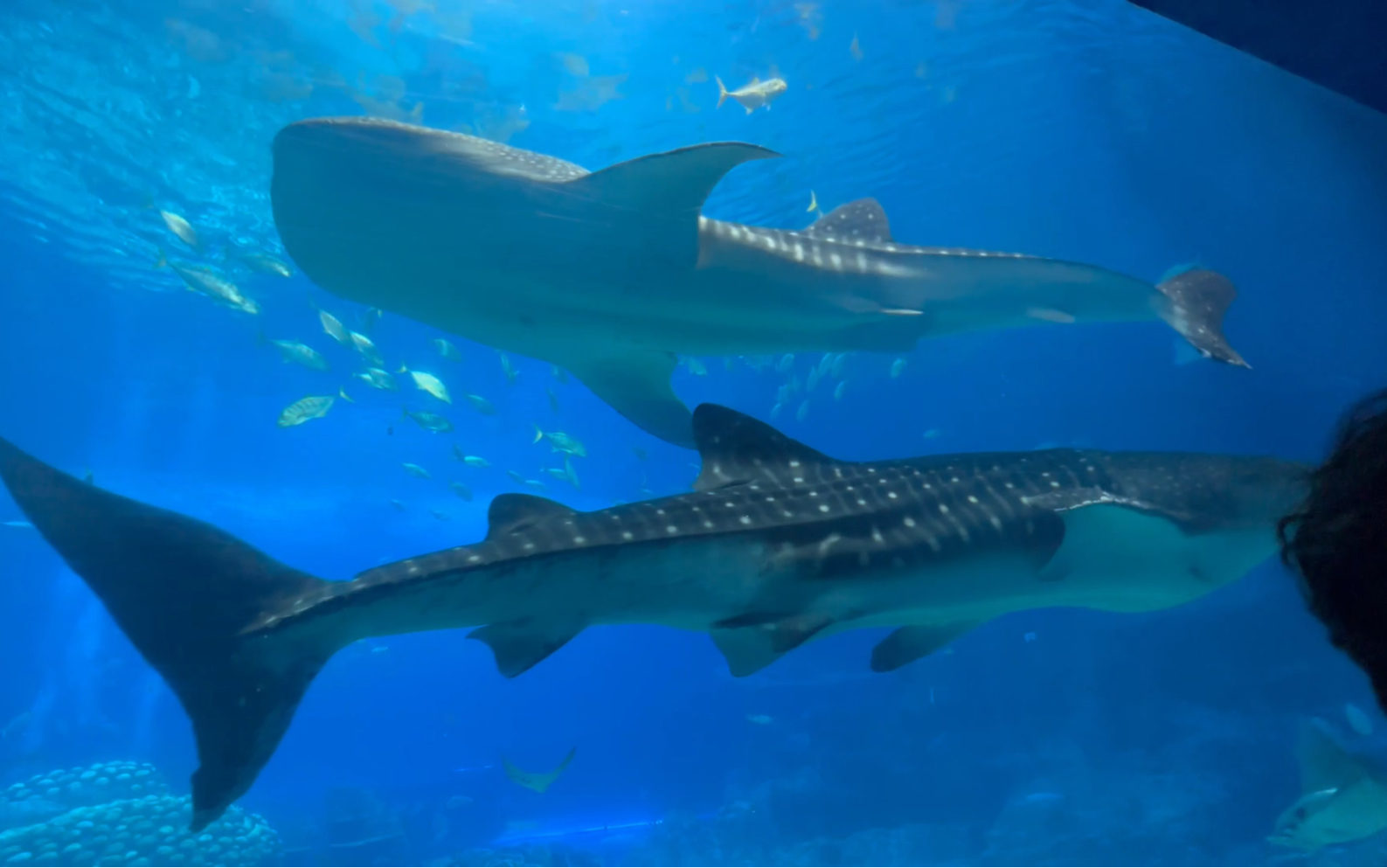 珠海长隆海洋王国鲸鲨馆巨鲸会晤