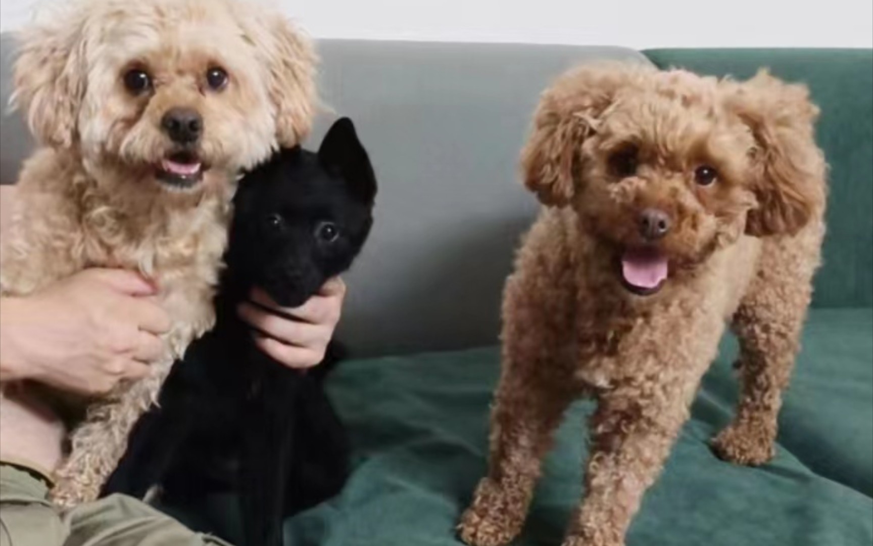 一男三狗日常生活