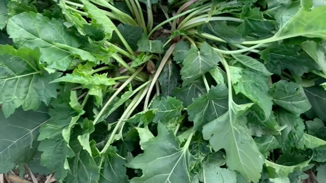 金牧粮草二号草,高营养高蛋白,以草代粮,代替养殖户90%精饲料