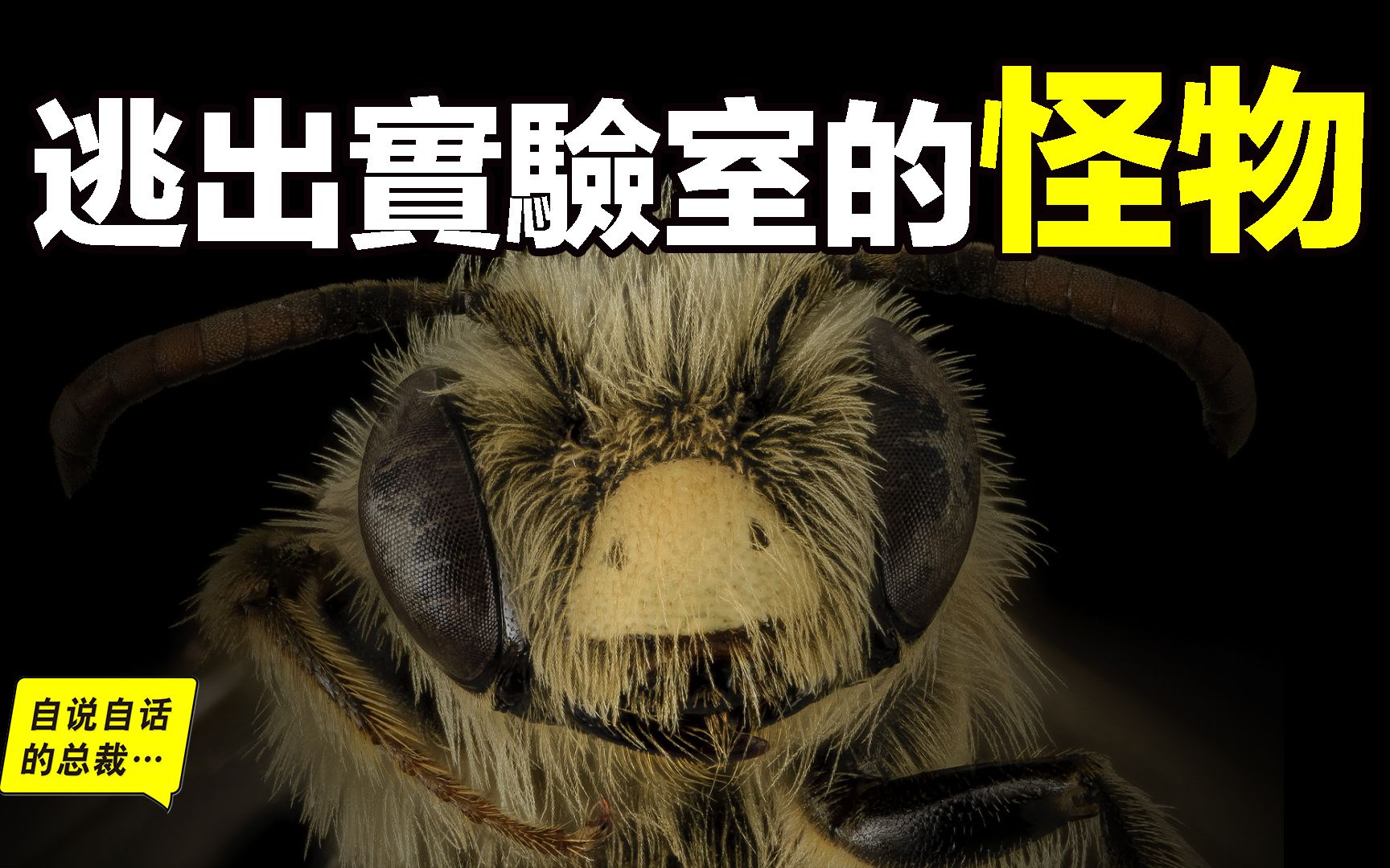 人造怪物:63年前,27只杀人蜂逃出实验室,现在它们拥有15亿只