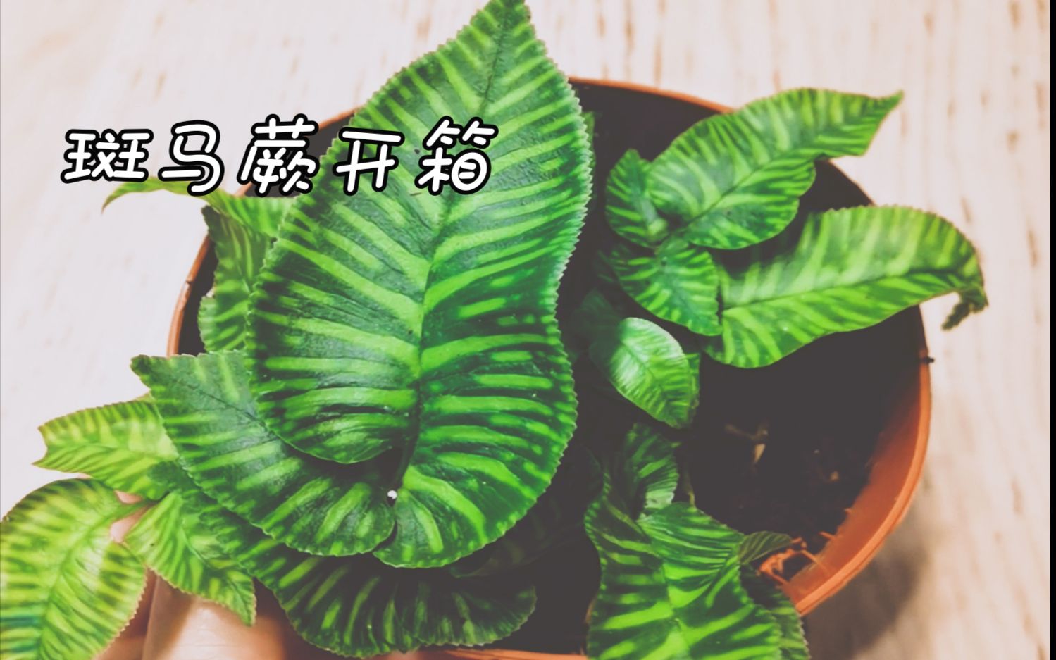 【蕨类植物】斑马蕨开箱视频哔哩哔哩bilibili