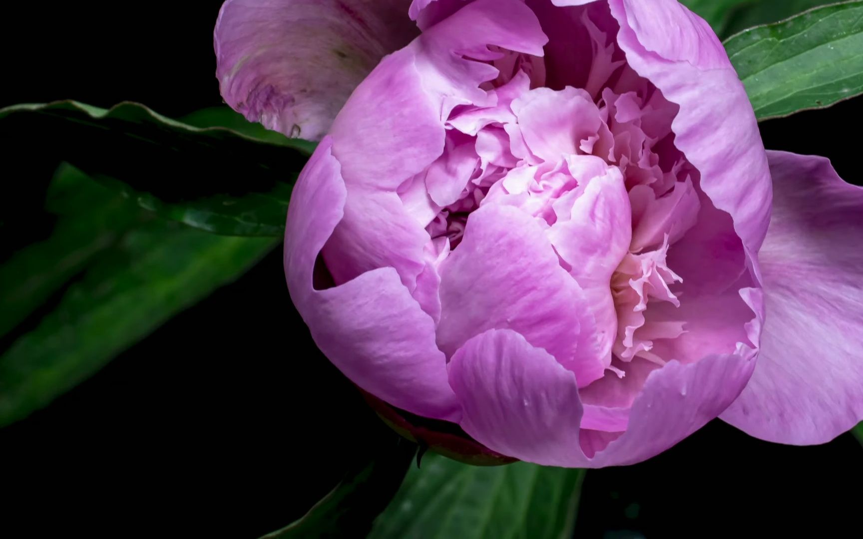 这么美的蓝富士你知道蓝富士芍药的开花过程吗?