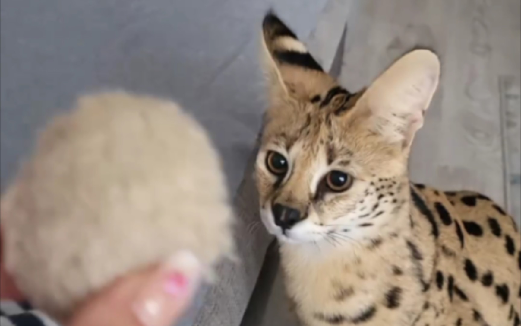 薮猫阿尔法最喜欢玩球球了