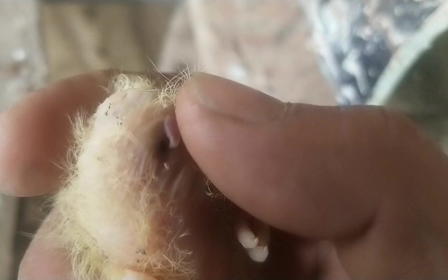 去鸽舍发现幼鸽被蛆虫掏空,密密麻麻的看着就害怕.