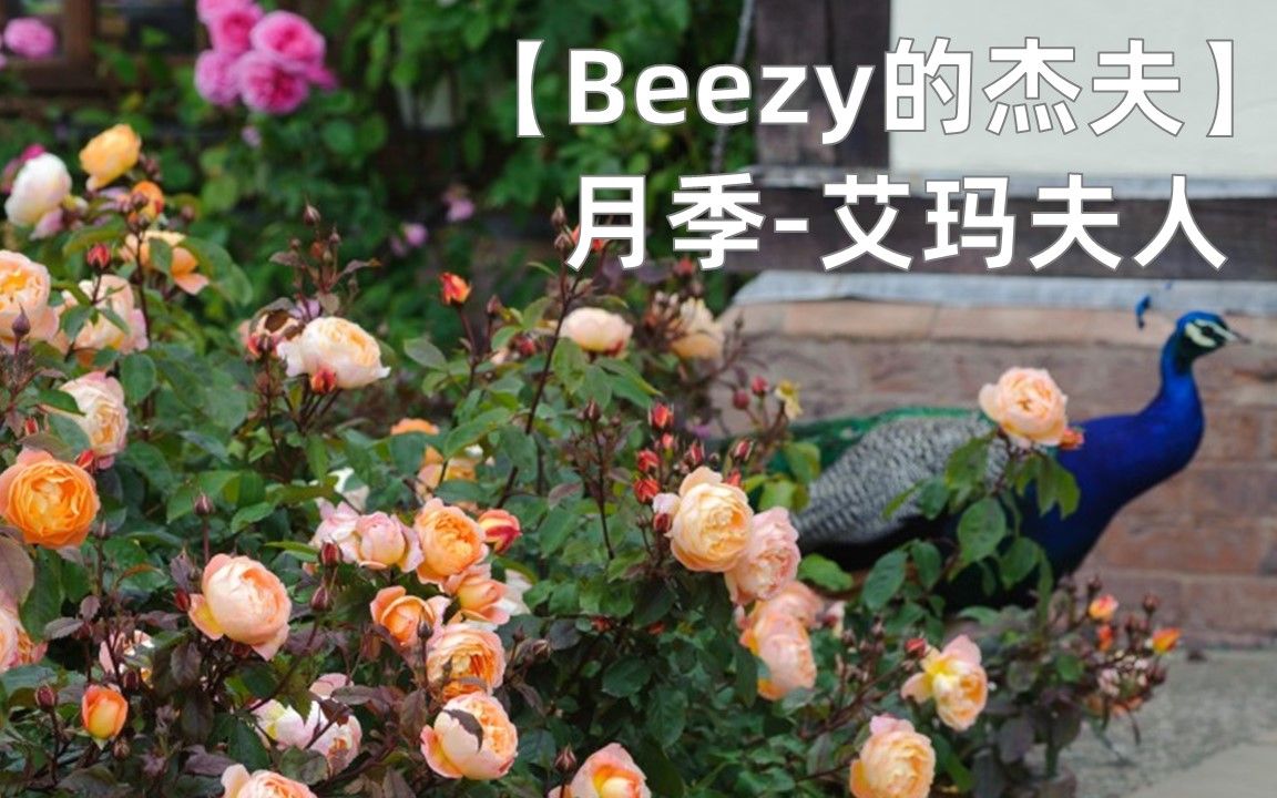 【Beezy的月季介绍】艾玛夫人哔哩哔哩bilibili