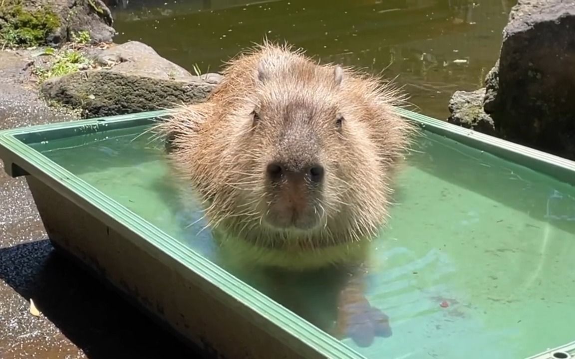 吃吃睡睡泡泡澡,水豚的夏日悠闲生活第二篇