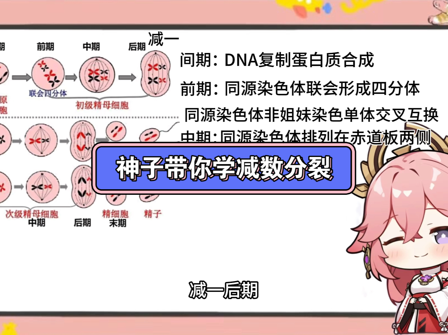 减数分裂的过程哔哩哔哩bilibili