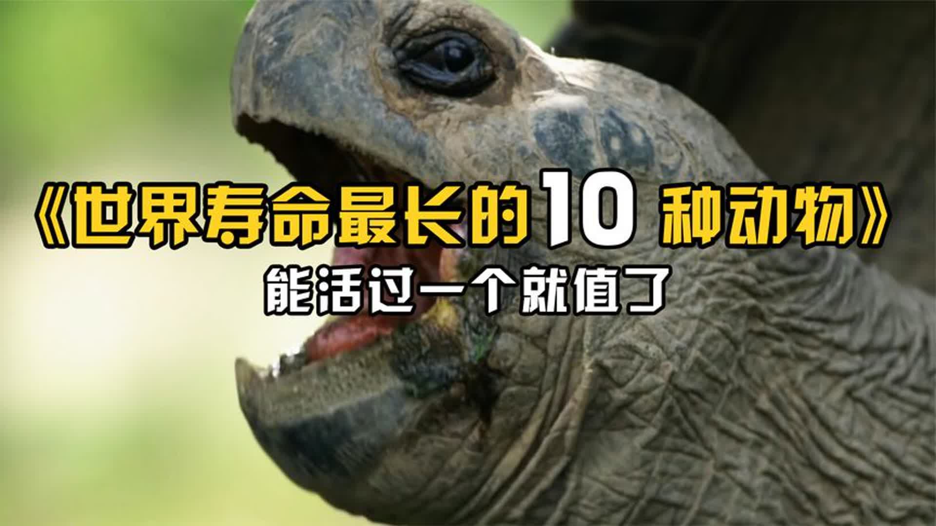 世界上寿命最长的10种动物,活过一个就值了!