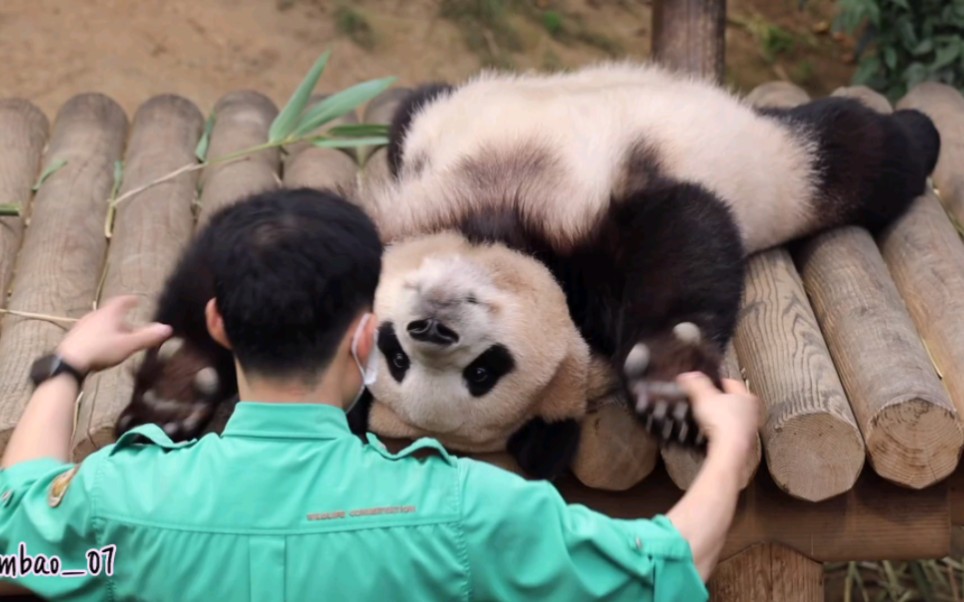 [图]220918 你拍一，我拍一，福宝和宋宝玩游戏