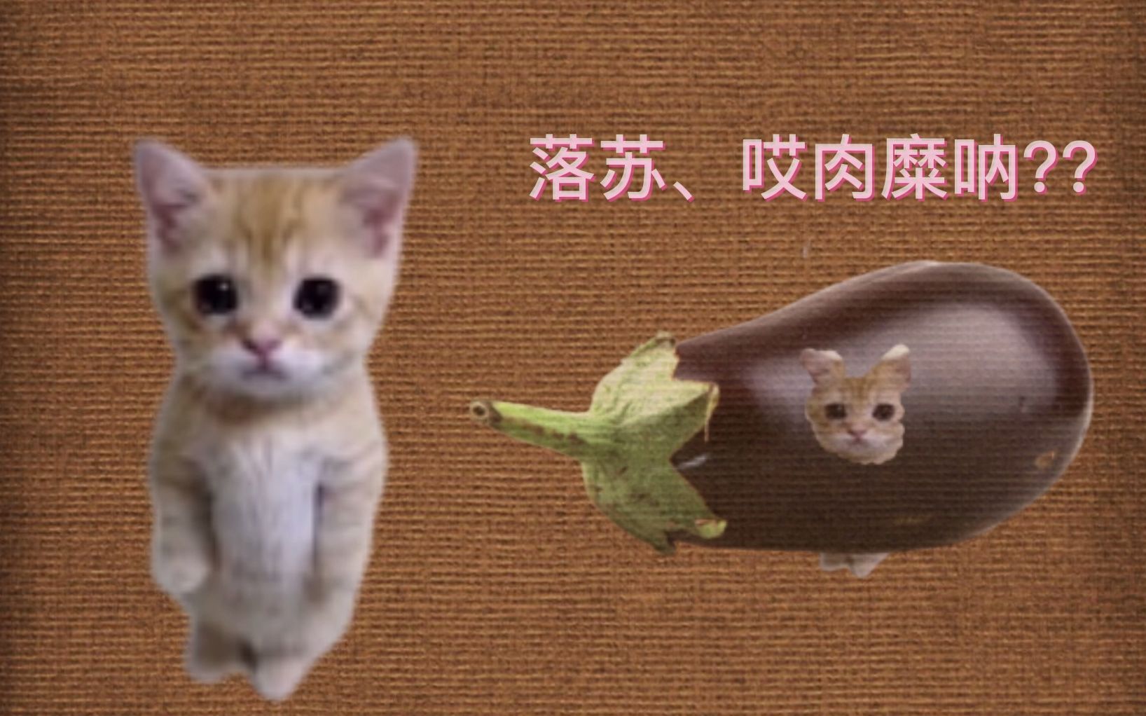 可颂猫,但是上海茄子哔哩哔哩bilibili