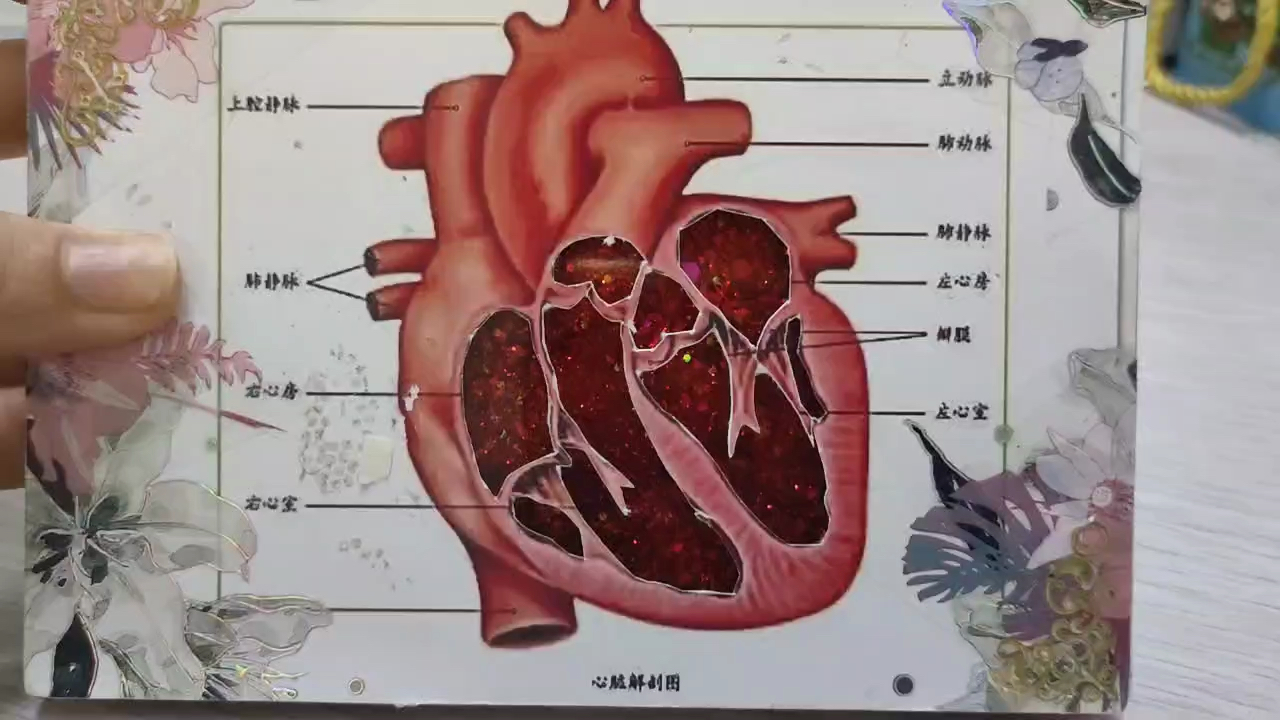 流沙麻将心脏模型展示