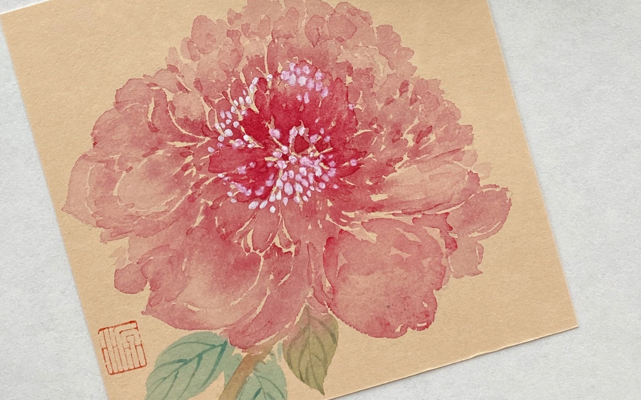 『没骨芍药过程』『打卡12/40』