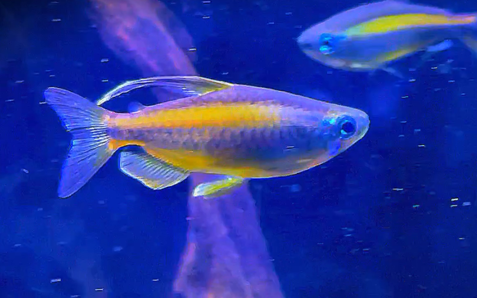 最美黄金二线刚果灯