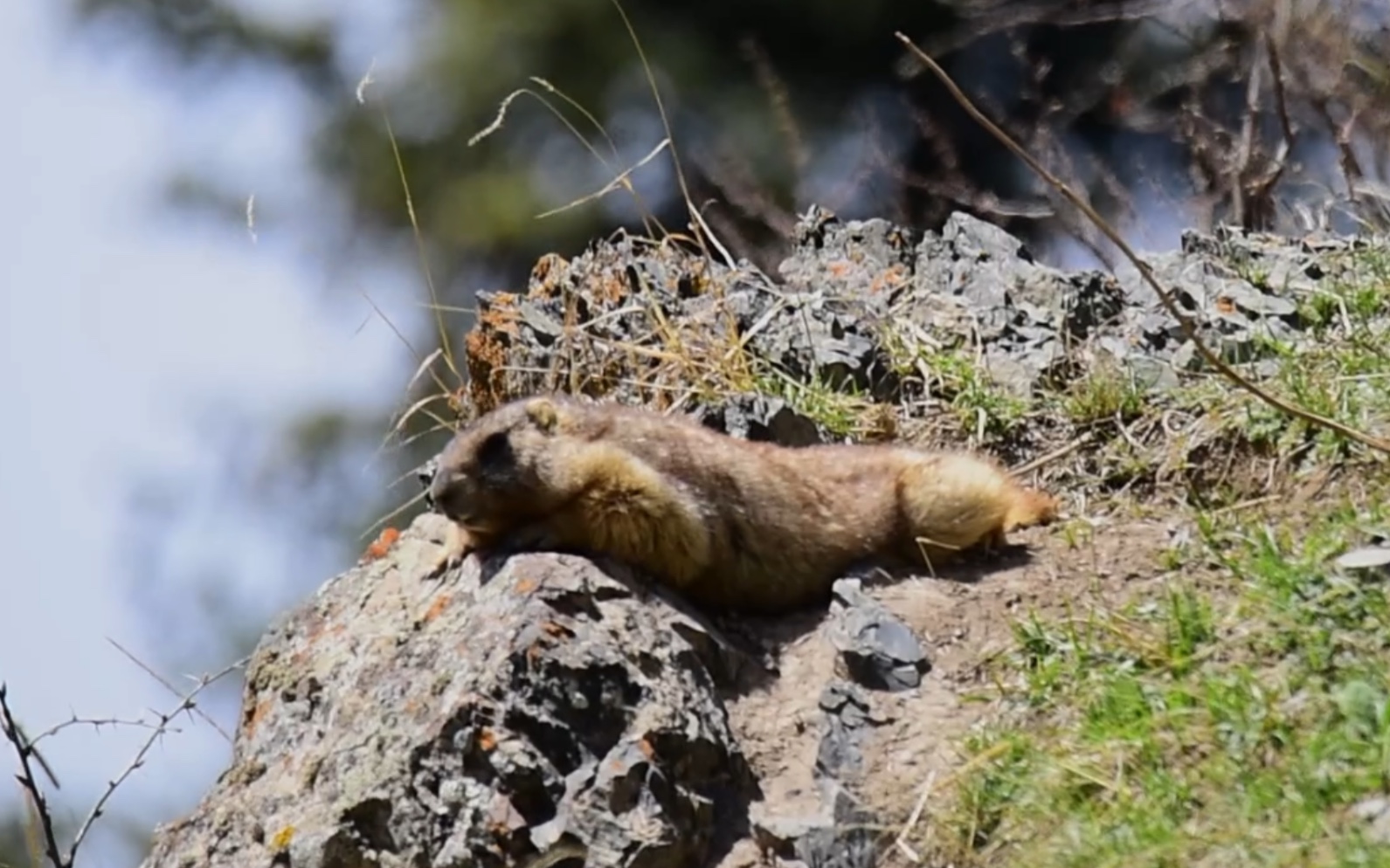 全身肉嘟嘟的土拨鼠晒太阳,  看见真就想尖叫 啊 啊 啊