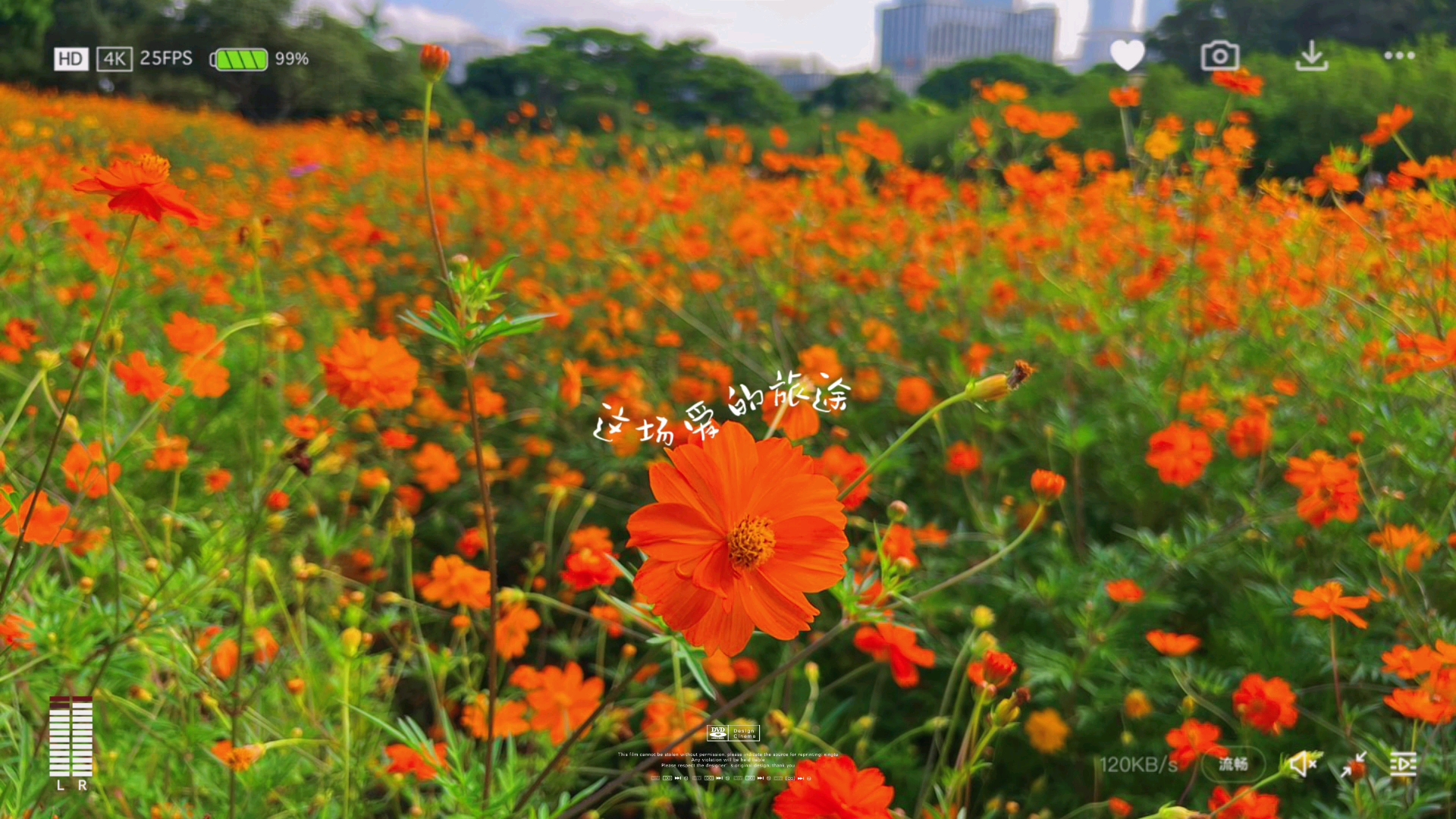 [图]这么漂亮的花海，让人疑惑这是到底是春天还是秋天#南城元美公园