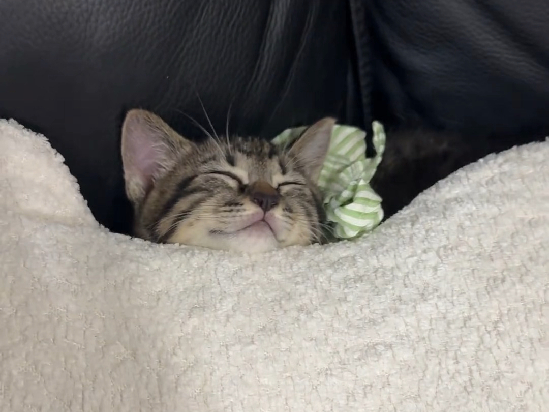 关于我摸到小猫痒痒肉，它疯狂的笑这件事