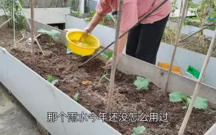 Download Video: 为了不断的有蔬菜吃，拔了上茬又接着种下茬，移栽苹果丝瓜和黄瓜