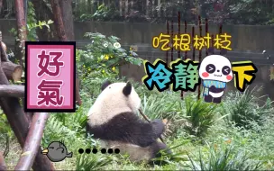 Download Video: 【大熊猫萌兰】号外号外：战五渣挑衅成家班摔成熊吃屎！论小树枝不能承受之重！