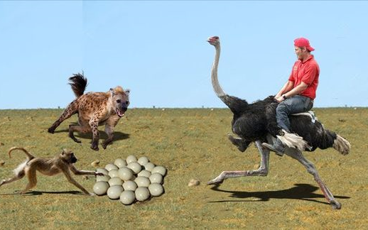 纪录片:动物世界弱肉强食鸵鸟护蛋