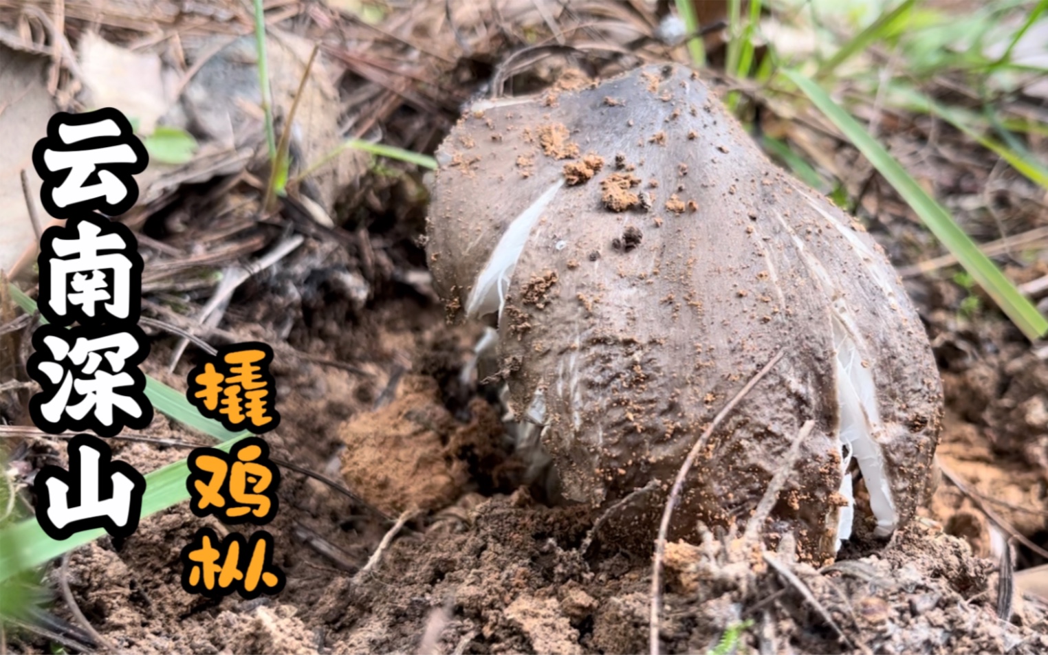 跟随小野一同进山采蘑菇,意外发现了鸡枞菌,好激动-彝乡小野-彝乡小野-哔哩哔哩视频