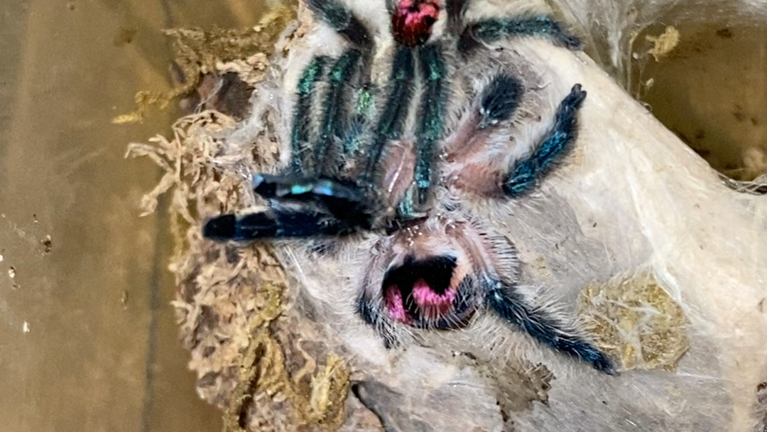 巴西彩树2020年末首配