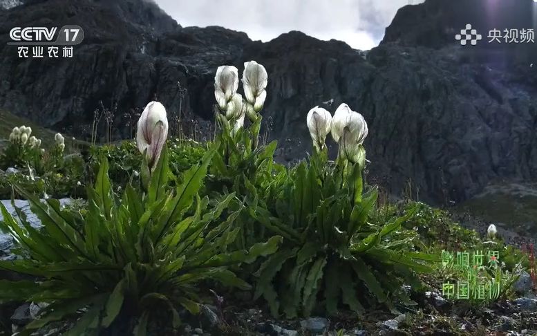 自带大棚的高原植物哔哩哔哩bilibili