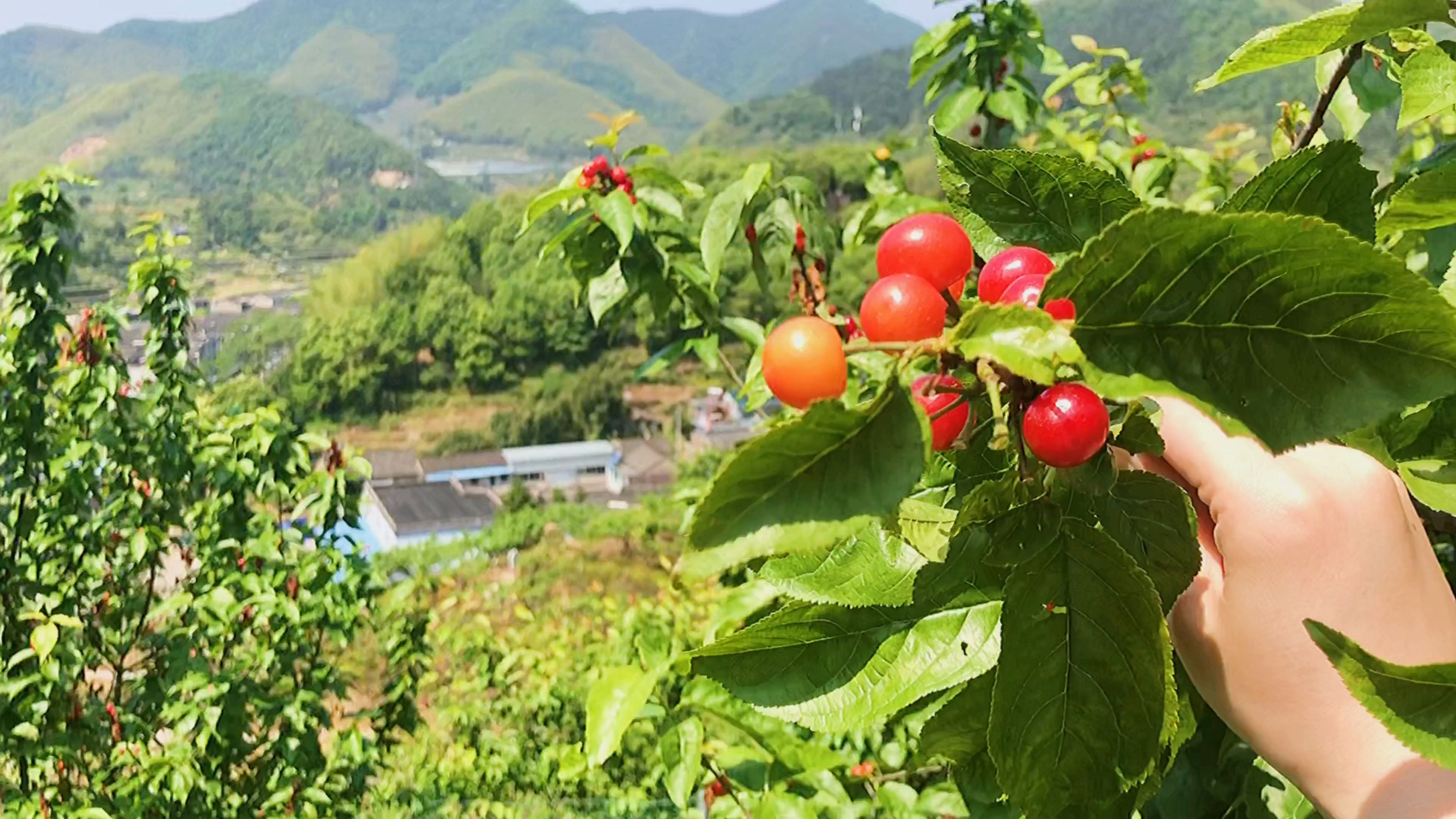 [图]建议改成：一 声 鸡 鸣