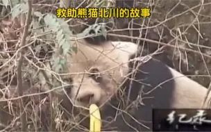 Descargar video: 救助大熊猫北川的故事