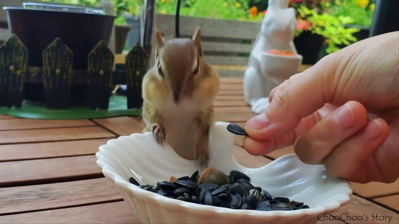 [图]t Wild Chipmunks Take Acorns F