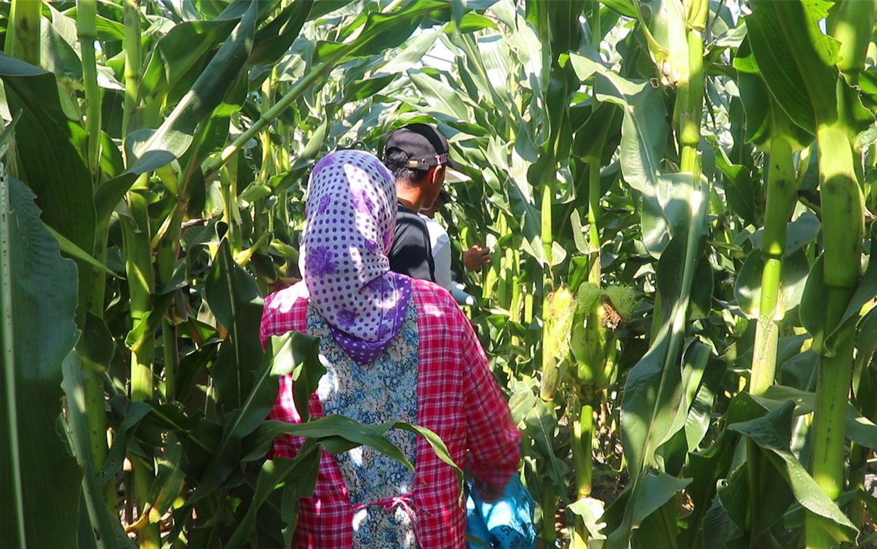 东北农村粘苞米熟了,几个人钻进苞米地好一个掰,看着都过瘾